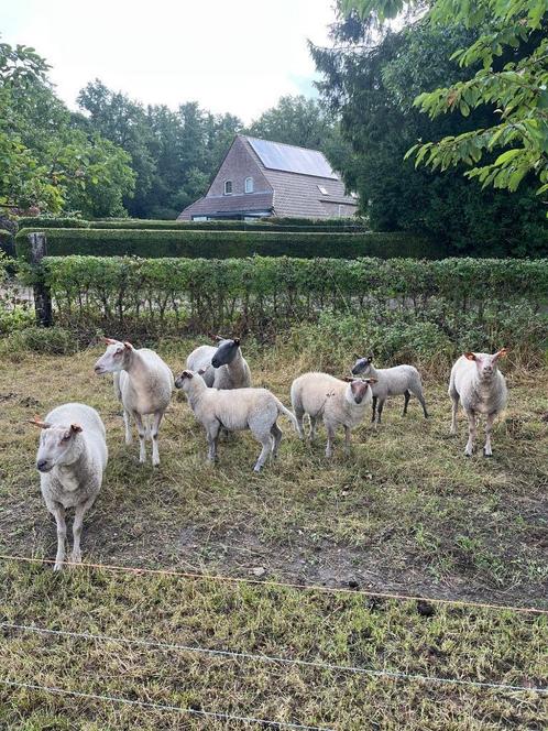Bleu du Maine en rouge de l’ouest, Dieren en Toebehoren, Schapen, Geiten en Varkens, Schaap, Meerdere dieren, 0 tot 2 jaar