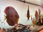 Full Discus set for selling, Dieren en Toebehoren, Vissen | Aquariumvissen