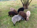 Ouessant ooien, Dieren en Toebehoren, Schapen, Geiten en Varkens, Vrouwelijk, Schaap, 0 tot 2 jaar