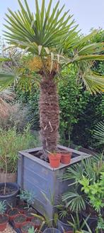 palmboom trachycarpus fortunei, En pot, Printemps, Enlèvement, Palmier