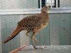 Lady Amherstfazant haan 2025 (raszuiver), Dieren en Toebehoren, Vogels | Overige Vogels, Mannelijk, Geringd