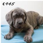 American Bully XXL x Mastino - machtige pups te koop, 15 weken tot 1 jaar, Buitenland, CDV (hondenziekte), Meerdere