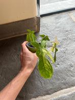 philodendron florida beauty variegata, Ophalen, Overige soorten, Halfschaduw, In pot