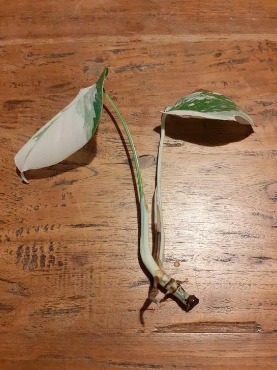 Monstera variegata kopstek met wortel, Maison & Meubles, Plantes d'intérieur, Enlèvement ou Envoi
