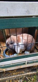 2 konijnjes met 2 hokjes, Animaux & Accessoires, Lapins