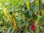 5 zaden Hungarian Sweet Wax paprika, Verzenden, Voorjaar, Volle zon, Zaad