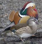 verschillende siereenden, Dieren en Toebehoren, Pluimvee, Meerdere dieren, Eend