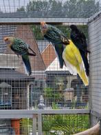 Rosella's 25 mutaties, Meerdere dieren, Parkiet, Geringd