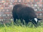 Hollandse bagger bonte bok, Dieren en Toebehoren, Schapen, Geiten en Varkens, Schaap
