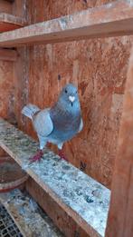 Mooie doffer postduif, Animaux & Accessoires, Oiseaux | Pigeons