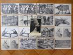 Lot de 17 cartes postales Musée Royal d'Histoire Naturelle, Collections, Non affranchie, Bruxelles (Capitale), 1980 à nos jours