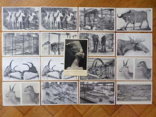 Lot de 17 cartes postales Musée Royal d'Histoire Naturelle, Verzamelen, Postkaarten | België, Ongelopen, Brussel (Gewest), 1980 tot heden