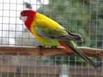 Rosella's jongen uit kweek 2025., Dieren en Toebehoren, Meerdere dieren, Parkiet, Geringd