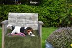 Prachtige Beagle pups uit het nestje te kiezen, CDV (hondenziekte), Meerdere, 8 tot 15 weken, Meerdere dieren