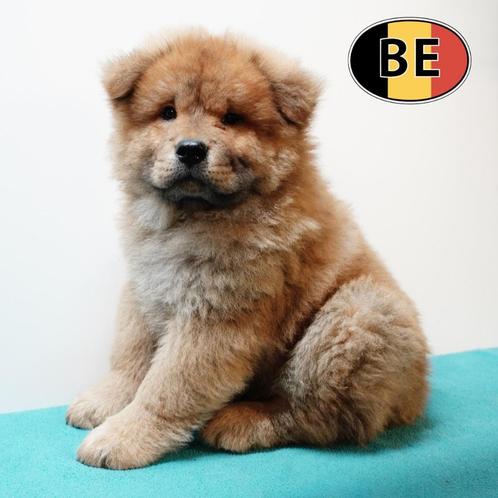 Chow Chow - Prachtige Belgisch Puppy's te koop, Dieren en Toebehoren, Honden | Poolhonden, Keeshonden en Oertypen, Meerdere dieren