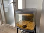 Aquarium met benodigdheden, Dieren en Toebehoren, Ophalen, Gebruikt, Leeg aquarium