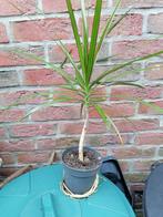 Dragonnier (Dracaena marginata), Ophalen, Overige soorten, Halfschaduw, In pot