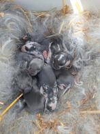 Nestje franse hangoren, Dieren en Toebehoren, Konijnen