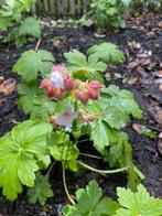 Ooievaars bek bloem, Zomer, Ophalen of Verzenden