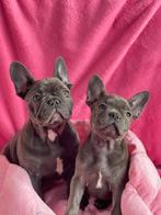 Franse Bulldog pups, Dieren en Toebehoren, 15 weken tot 1 jaar, Buitenland, CDV (hondenziekte), Bulldog