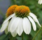 Zaden Echinacea wit oogst 2024, Tuin en Terras, Ophalen of Verzenden