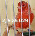 kleurkanarie, Plusieurs animaux, Canari de couleur