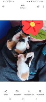 Jonge cavia'tjes te geef, Dieren en Toebehoren, Knaagdieren, Oktober, Cavia