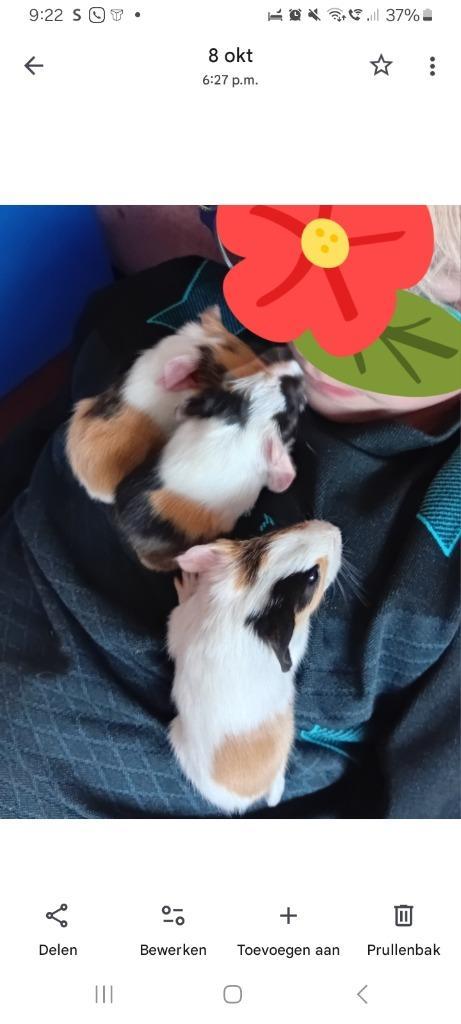 Jonge cavia'tjes te geef, Dieren en Toebehoren, Knaagdieren, Cavia, Oktober