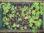 Geranium Phaeum mix, Tuin en Terras, Planten | Tuinplanten, Halfschaduw, Vaste plant, Lente, Overige soorten