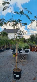 Slaapboom - Albizia Julibrissin Ombrella - Perzische slaapbo, Ophalen