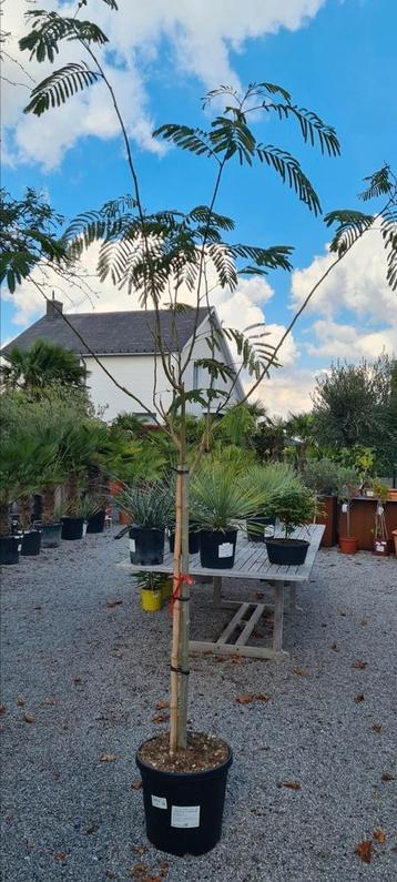 Slaapboom - Albizia Julibrissin Ombrella - Perzische slaapbo beschikbaar voor biedingen