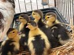Barberie (muskus) eend mama en 5 kuikentjes, Eend