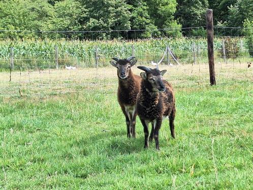 soay ooi lammetjes, Dieren en Toebehoren, Schapen, Geiten en Varkens, Schaap, Vrouwelijk, 0 tot 2 jaar