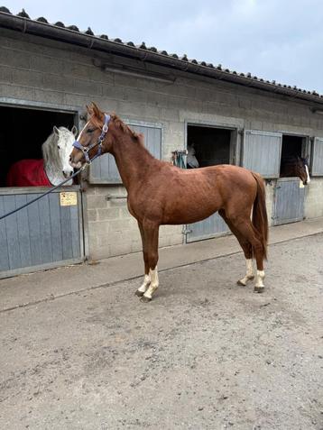 2 jarige hengst te koop  beschikbaar voor biedingen