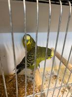 Split blackface 2024,2025, Dieren en Toebehoren, Vogels | Parkieten en Papegaaien, Mannelijk, Parkiet, Geringd