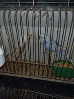 couple de perruche, Animaux & Accessoires, Oiseaux | Perruches & Perroquets, Plusieurs animaux, Perruche