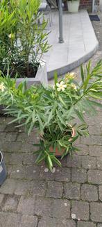 Lichtgele oleander met donkergeel hartje, Ophalen of Verzenden
