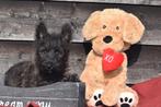 Schotse terrier pups, Dieren en Toebehoren, 15 weken tot 1 jaar, Overige rassen, Buitenland, Parvo