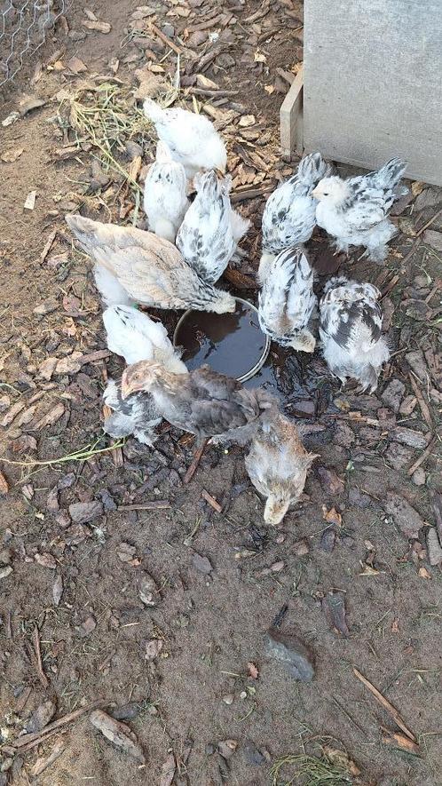 Brahma wit zwart kuikens te koop, Dieren en Toebehoren, Pluimvee, Kip, Geslacht onbekend