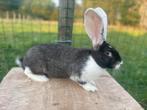 Jonge vlaamse reus, Dieren en Toebehoren, Konijnen