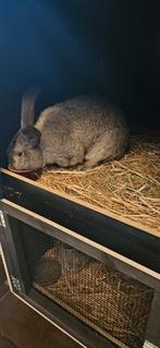 1 koppel vlaamse reus konijnen voor 100 samen, Animaux & Accessoires