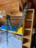 Chinees lantaarnplantje van 2,50 m lang, Huis en Inrichting, Ophalen