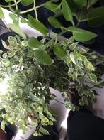 ficus, Huis en Inrichting, Kamerplanten, Minder dan 100 cm, Ficus, Halfschaduw, In pot