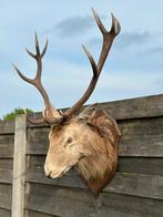 Hertenkop taxidermie, Antiek en Kunst, Ophalen