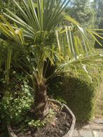 Palmboom trachycarpus fortunae, Tuin en Terras, Ophalen, Palmboom