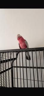 Rose kaketoe, Dieren en Toebehoren, Vogels | Parkieten en Papegaaien, Mannelijk, Papegaai, Geringd