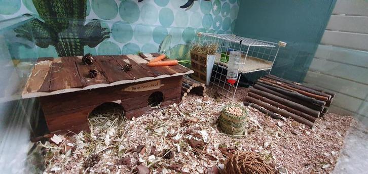 Grote caviakooi van glas op maat gemaakt - Knaagdier kooien, Dieren en Toebehoren, Knaagdieren en Konijnen | Hokken en Kooien