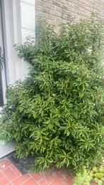 Valse laurier (struik), Tuin en Terras, Planten | Struiken en Hagen, Ophalen, Laurier, Struik