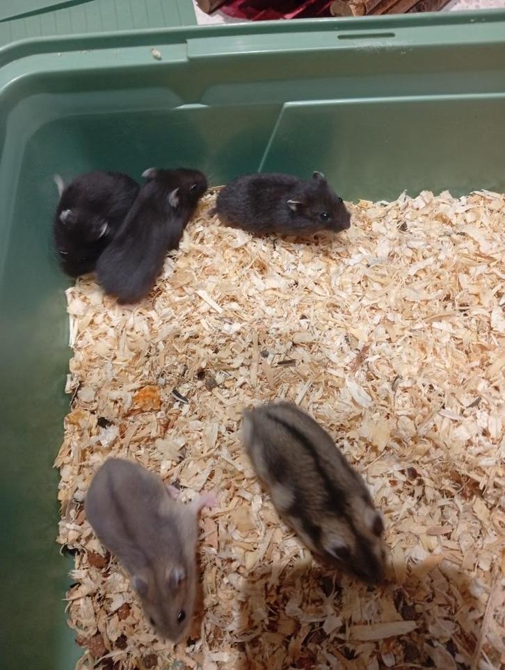 7 tal dwerghamsters heel mooie kleuren zeldzaam, Dieren en Toebehoren, Knaagdieren, Meerdere dieren, Hamster, Augustus, Tam
