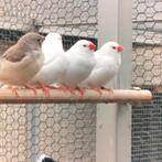 Jonge forse witte Zebravinken, Meerdere dieren, Tropenvogel, Geringd